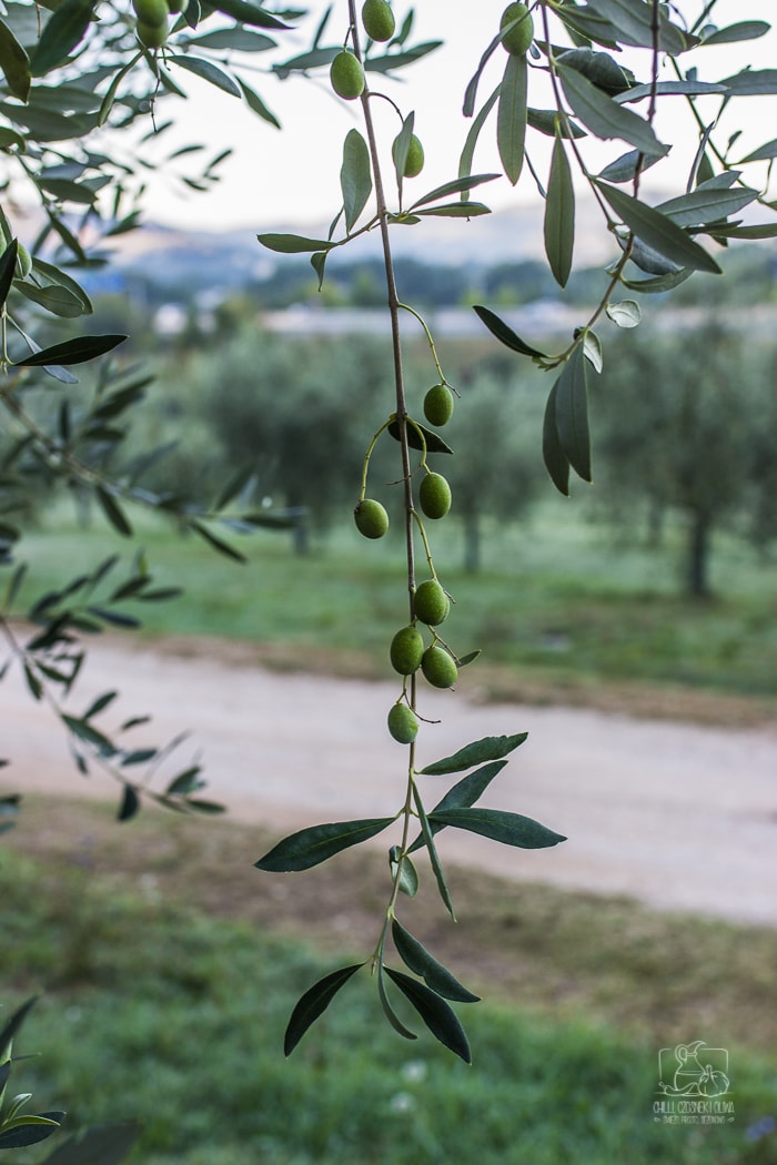 Jak powstaje oliwa z oliwek? Gaj oliwny
