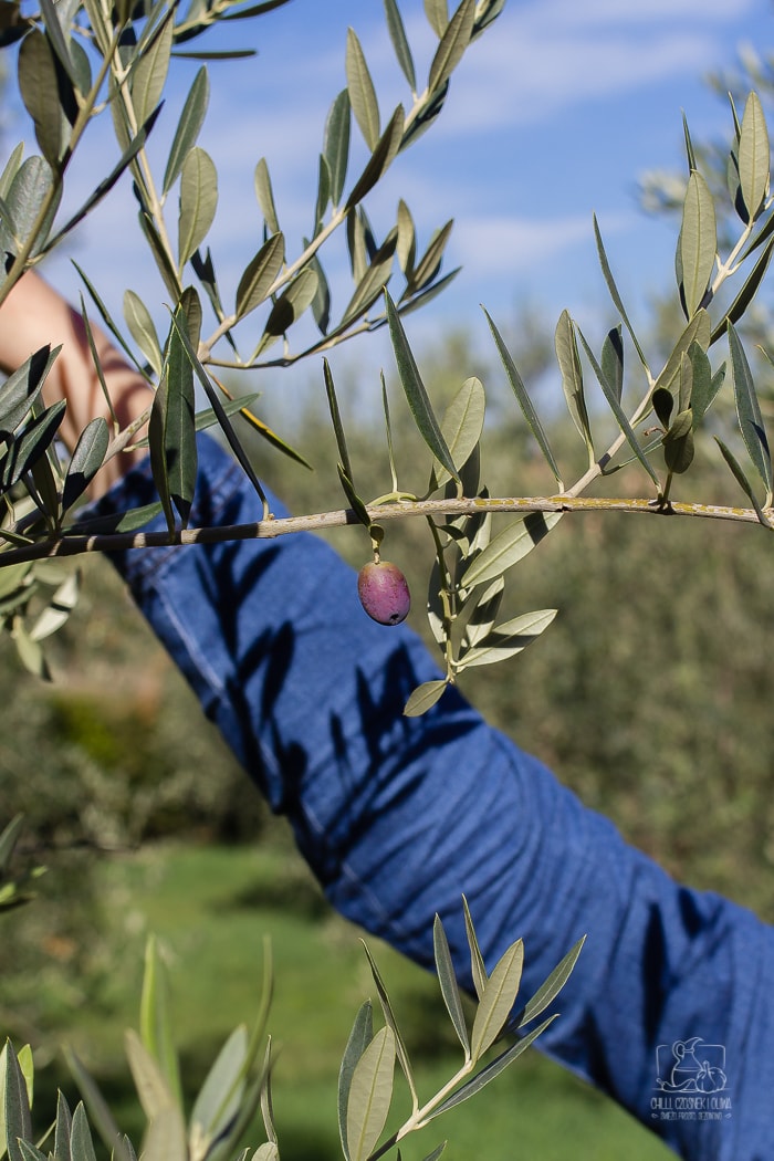 Jak powstaje oliwa z oliwek? Zbiory oliwek