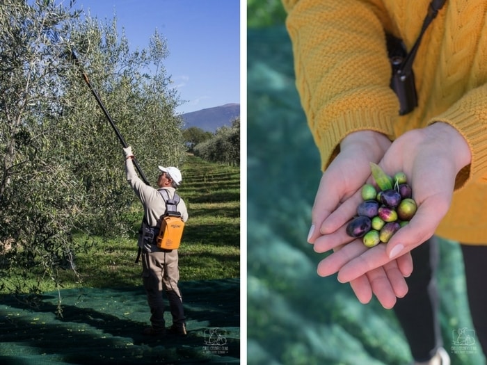 Jak powstaje oliwa z oliwek? Zbiory oliwek