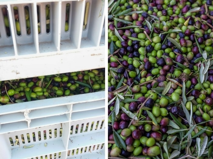 Jak powstaje oliwa z oliwek? Tłoczenie oliwy z oliwek